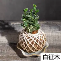 在飛比找蝦皮購物優惠-苔球植物 白征木水苔球 苔玉 適合室內植物、辦公室植物、交換