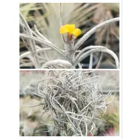 在飛比找蝦皮購物優惠-綠房子空氣鳳梨 迷你型 黃色香花A Tillandsia c