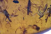Large Detailed Swarm of insects, Fossil insect inclusion in Burmese Amber