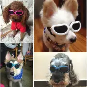 Extra Small Medium DOG Goggles SUNGLASSES UV Eye Wear for Labrador Puppy Poodle