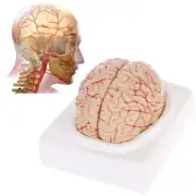 Life Size Anatomy Man Woman Brain Teaching Model With Display Base