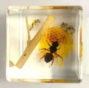 40mm Real Honey Bee in Nature in Clear Lucite Resin Diorama Paperweight Display