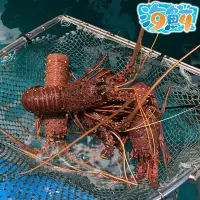 在飛比找蝦皮購物優惠-【94海鮮】✦活凍澳洲龍蝦(水姑娘)✦