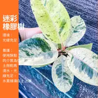 在飛比找蝦皮購物優惠-5吋 迷彩橡膠樹 橡膠樹 斑葉橡膠樹 綠植 植物 樹 ig 