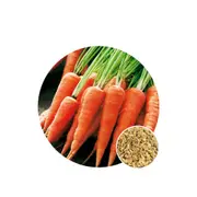Carrot Chantenay Red Cored - Seed Packet - Organic Seeds - All Seasons