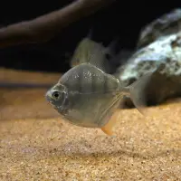 在飛比找蝦皮購物優惠-銀版 飼料活餌 銀版魚  虎紋銀版 白子銀版 黑桃銀版 粗線