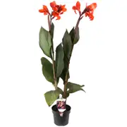 140mm Canna Lily Assorted - Cannova Series