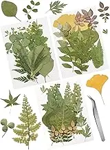 Cinvo 63 Pcs Real Dried Pressed Leaves Natural Assorted Dried Greenery with Tweezer for Resin Candle Jewelry Soap Nail Pendant Phone Case Art Craft DIY Embellishment Decorations(2023 New Style)