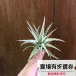 植藝-銀玫瑰卡比他他 ✧經典質感✧ T. CAPITATA SILVER ROSE 卡比它它 空氣鳳梨 空鳳