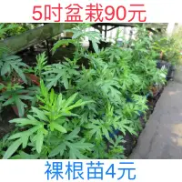 在飛比找蝦皮購物優惠-艾草苗栽/裸根苗4元/5月艾/5吋盆100元/也有食材供應/