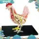 紅白雞4d大師益智拼裝玩具動物生物器官解剖教學模型解剖學uejfrdkuwg
