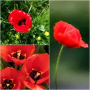 Poppy - Red Tulip Poppy seeds