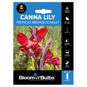 Bloomin' Bulbs Summer Blue Canna Lily Trop Bronze Scarlet - 1 Pack