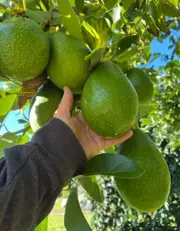 Buy Avocado Sharpe (A) Fruit Tree - Persea americana