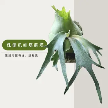 侏儒塔蘇塔p.dwarf Tatsuta的比價推薦- 2026年06月|飛比價格