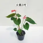 【GARDENERS】火鶴 3吋觀葉-1入(室內植物/綠化植物/觀葉植物)