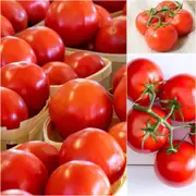 Tomato - Swift seeds