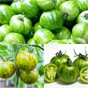 Tomato - Green Zebra seeds