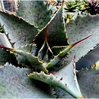 在飛比找蝦皮購物優惠-【綠色植緣】Agave titanota♕ 首賣-血雨*鎧獅