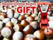 Hazelnuts in shell (7,5 LBS) (3 KG) + GIFT CRACKING MACHINE new crop from Turkey