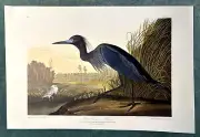 Audubon " Blue Crane or Heron" No 62 Plate Havell Edition Repro Print 15x10"
