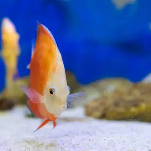 超美❤️ 綜合七彩神仙飼料 活餌飼料 七彩神仙魚 天子藍七彩 紅妃七彩 豹點七彩 七彩神仙魚 神仙魚