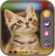 Meow & Meditate: Peaceful Music for Cats and Cat Lovers