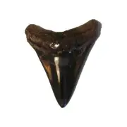 INCREDIBLE MEGALODON SHARK TOOTH WITH AMAZING BROWN COLOURS