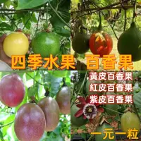 在飛比找蝦皮購物優惠-🍓百香果種子 四季水果 台灣滿天星 黃金百香果種子 四季種植