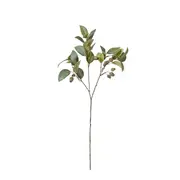 [Sleeping Giant] Eucy Gum Nut Spray Green - 84cm