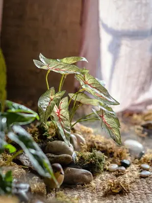 掬涵仿真高檔彩葉芋蕨類植物把束綠植背景墻花藝配材插花森系裝飾