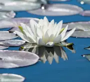 White Lotus Absolute Nelumbo nucifera 100% Pure Flower Extract Perfume Perfumery