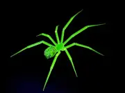 Giant 4” Uranium Glass Vaseline Glass Spider Surrealistic Paint By Rafael