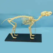 PVC Veterinary Anatomy Dog Bone Skull Canine Skeleton Teaching Anatomical Model