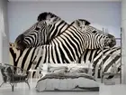 3D Zebra Lover Wallpaper Wall Mural Removable Self-adhesive 33