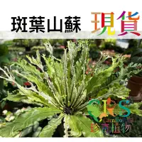 在飛比找蝦皮購物優惠-斑葉綴化山蘇 斑葉 植物 山蘇 綴化 蕨類 蕨 魚尾﹝Car