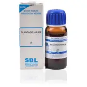 SBL Plantago Major Mother Tincture Q 30ml Gumboil, Abscess, Infection Homoe