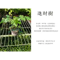 在飛比找蝦皮購物優惠-心栽花坊-進財樹/海南菜豆樹/3吋盆/觀葉植物/室內植物/綠