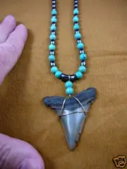 (sr256-4) 2-3/8" Fossil ANGUSTIDENS SHARK TOOTH turquoise hematite necklace