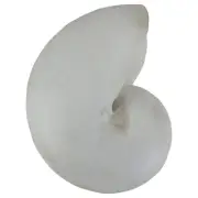Koopman International 8.5" Gray Nautical Round Snail Shell Table Top Decoration