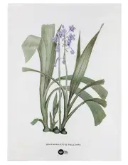 [Maxwell & Williams] Royal Botanic Gardens Australian Orchids Tea Towel 50x70cm in Lilac