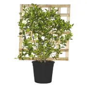 250mm Gardenia Florida Espalier - Gardenia augusta Florida
