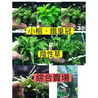 在飛比找蝦皮購物優惠-▓Crazy 草坑▓ 鹿角鐵皇冠 小榕 黃金小榕 迷你小榕 