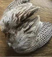 1 Pair - Natural Ringneck Pheasant Rooster Whole Wing Feather Set Left and Right