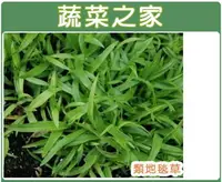 在飛比找樂天市場購物網優惠-【蔬菜之家】類地毯草種子(共有4種包裝可選)