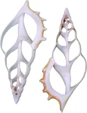 12 White Tibia Center Cut Craft Shells 4-5" (Set of 12)