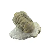 Fossil Trilobite Crotalocephalina gibbis (EA9785) Devonian. Atchan. Morocco