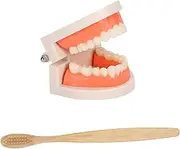 TEMPNAP 1Set Teeth Model Kit with Toothbrush Educational Tooth Tools for Teaching Brushing Techniques for Early Childhood Learning and Montessori Classes
