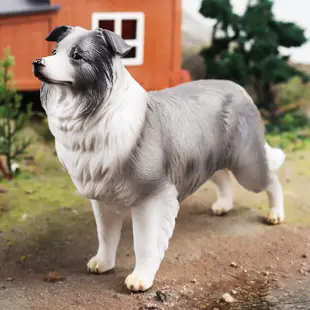 ✌限时熱銷✌仿真實心野生動物模型邊境牧羊犬寵物狗模型兒童早教認知家居擺件