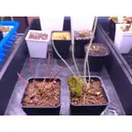 絲葉毛氈苔 DROSERA FILIFORMIS 毛氈苔 蝕蟲